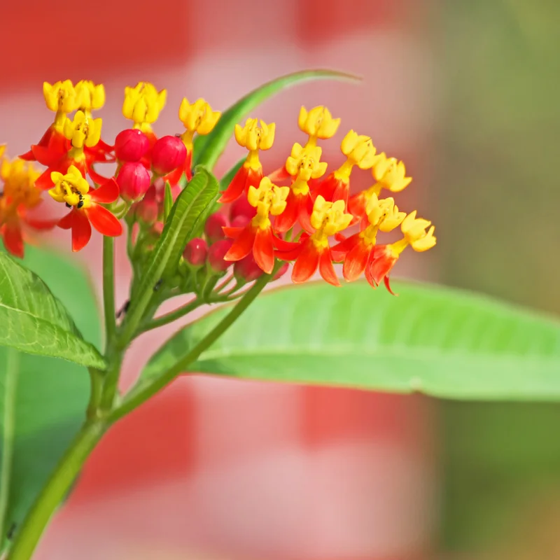 Milkweed Plant, Tropical Milkweed Plants, Red Milkweed Live Plants, Bloodflower Milkweed Plant for Planting Garden Indoors Outdoors