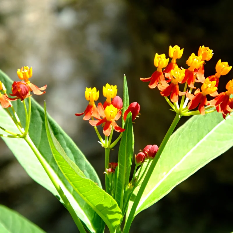 Milkweed Plant, Tropical Milkweed Plants, Red Milkweed Live Plants, Bloodflower Milkweed Plant for Planting Garden Indoors Outdoors