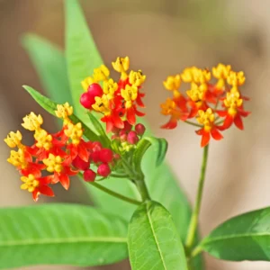 Milkweed Plant, Tropical Milkweed Plants, Red Milkweed Live Plants, Bloodflower Milkweed Plant for Planting Garden Indoors Outdoors