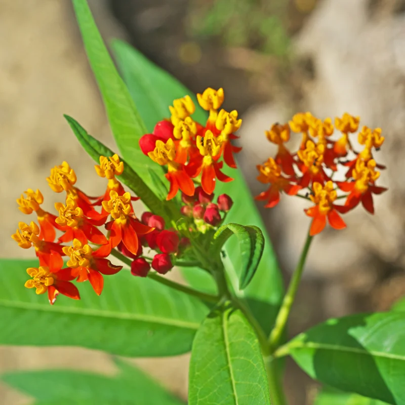 Milkweed Plant, Tropical Milkweed Plants, Red Milkweed Live Plants, Bloodflower Milkweed Plant for Planting Garden Indoors Outdoors