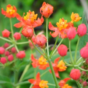Milkweed Plant, Tropical Milkweed Plants, Red Milkweed Live Plants, Bloodflower Milkweed Plant for Planting Garden Indoors Outdoors