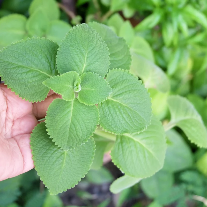 2 Cuban Oregano Plant Live, Herb Plant for Planting
