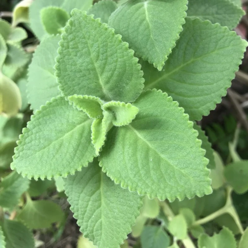 2 Cuban Oregano Plant Live, Herb Plant for Planting