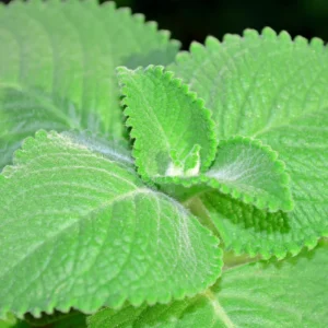 2 Cuban Oregano Plant Live, Herb Plant for Planting