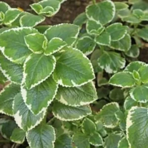 Cuban Oregano Plant Live, Variegated Cuban Oregano Herb Plant for Planting