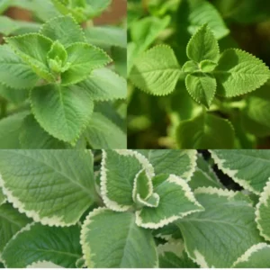 Cuban Oregano Plant Live, Variegated Cuban Oregano Herb Plant for Planting
