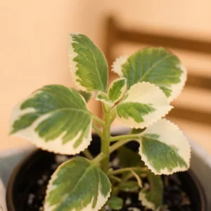 Cuban Oregano Plant Live, Variegated Cuban Oregano Herb Plant for Planting