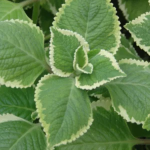 Cuban Oregano Plant Live, Variegated Cuban Oregano Herb Plant for Planting