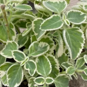 Cuban Oregano Plant Live, Variegated Cuban Oregano Herb Plant for Planting