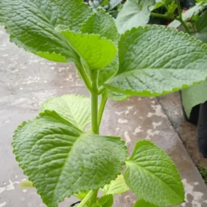 2 Cuban Oregano Plant Live, Herb Plant for Planting