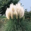 Pampas Grass Plant Live, White Pampas Grass Plants for Planting 4" to 7" Tall