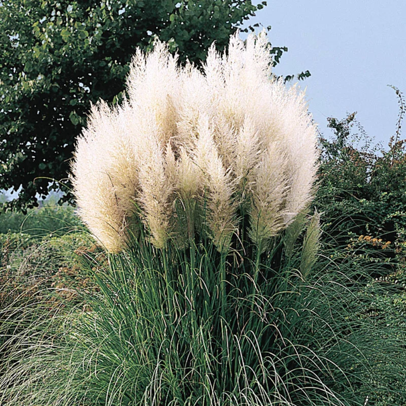 Pampas Grass Plant Live, White Pampas Grass Plants for Planting 4" to 7" Tall