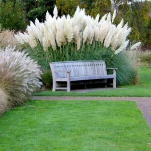 Pampas Grass Plant Live, White Pampas Grass Plants for Planting 4" to 7" Tall