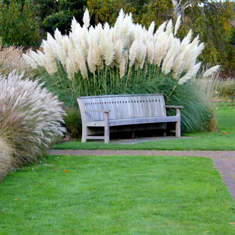 Pampas Grass Plant Live, White Pampas Grass Plants for Planting 4" to 7" Tall