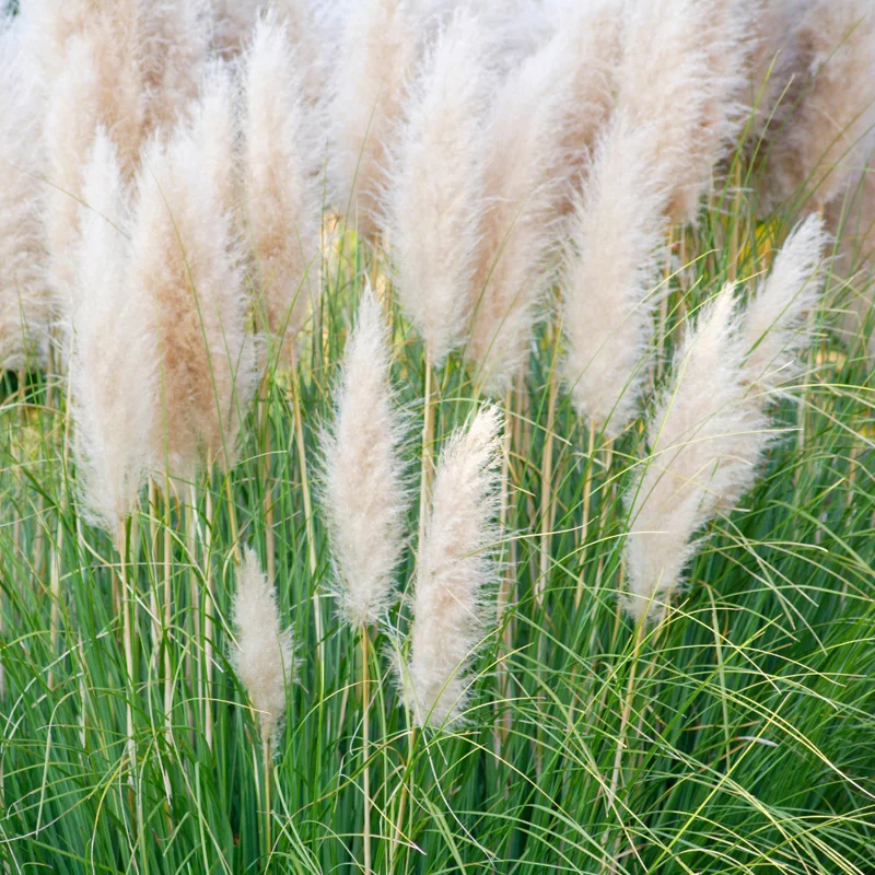 Pampas Grass Plant Live, White Pampas Grass Plants for Planting 4" to 7" Tall