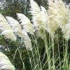Pampas Grass Plant 8" to 10" Tall, White Pampas Grass Plants for Planting