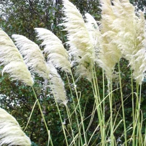 Pampas Grass Plant 8" to 10" Tall, White Pampas Grass Plants for Planting