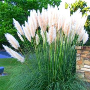 Pampas Grass Plant 8