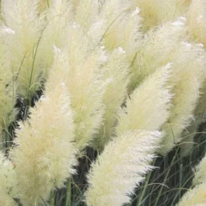 Pampas Grass Plant 8