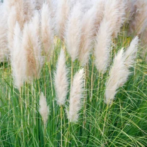 Pampas Grass Plant 8