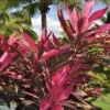 2 Cordyline Plants, Red Ti Leaf Plants Live, Red Sister Ti Plant, 4" to 7" Tall