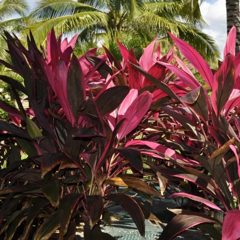 2 Cordyline Plants, Red Ti Leaf Plants Live, Red Sister Ti Plant, 4" to 7" Tall