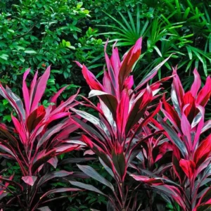 2 Cordyline Plants, Red Ti Leaf Plants Live, Red Sister Ti Plant, 4