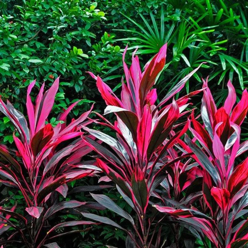 2 Cordyline Plants, Red Ti Leaf Plants Live, Red Sister Ti Plant, 4" to 7" Tall