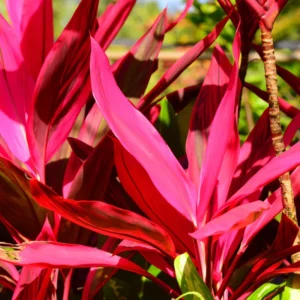 2 Cordyline Plants, Red Ti Leaf Plants Live, Red Sister Ti Plant, 4
