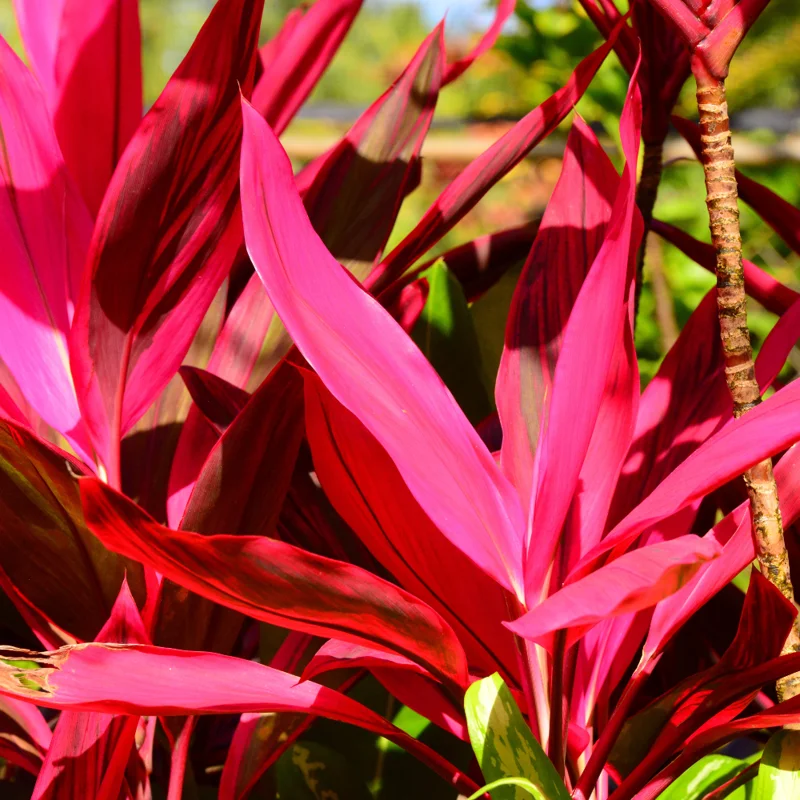 2 Cordyline Plants, Red Ti Leaf Plants Live, Red Sister Ti Plant, 4" to 7" Tall