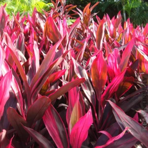 2 Cordyline Plants, Red Ti Leaf Plants Live, Red Sister Ti Plant, 4
