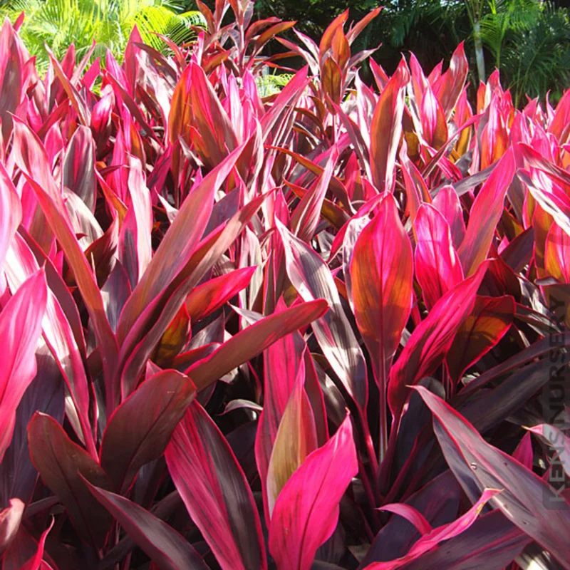 2 Cordyline Plants, Red Ti Leaf Plants Live, Red Sister Ti Plant, 4" to 7" Tall