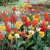 3 Canna Lily Bulbs, Mixed Canna Lily Plants for Planting, Canna Lily Flower Plant Live, 4" to 7" Tall