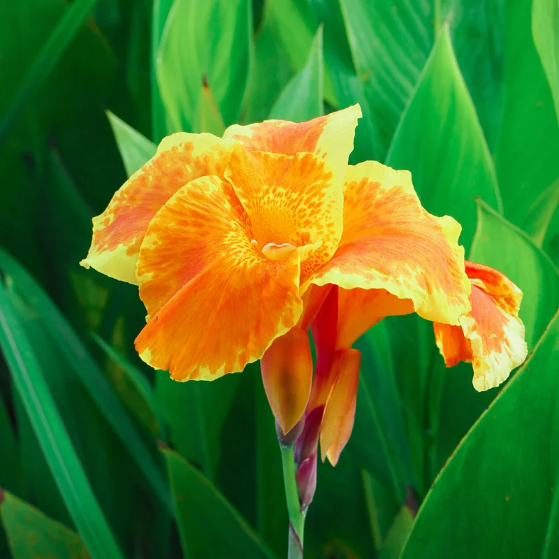 3 Canna Lily Bulbs, Mixed Canna Lily Plants for Planting, Canna Lily Flower Plant Live, 4" to 7" Tall