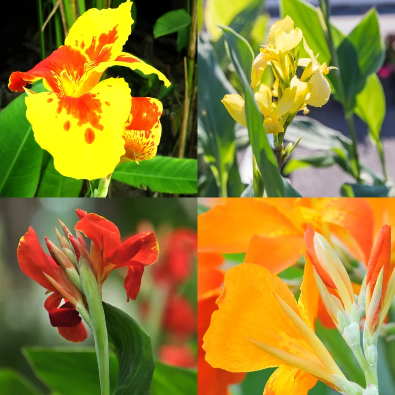 3 Canna Lily Bulbs, Mixed Canna Lily Plants for Planting, Canna Lily Flower Plant Live, 4" to 7" Tall
