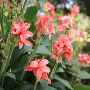 3 Canna Lily Bulbs, Mixed Canna Lily Plants for Planting, Canna Lily Flower Plant Live, 4