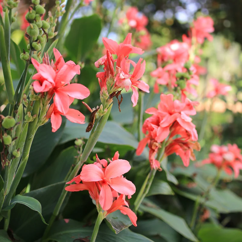 3 Canna Lily Bulbs, Mixed Canna Lily Plants for Planting, Canna Lily Flower Plant Live, 4" to 7" Tall