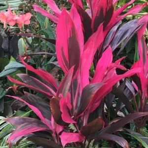 2 Cordyline Plants, Red Ti Leaf Plants Live, Red Sister Ti Plant, 4