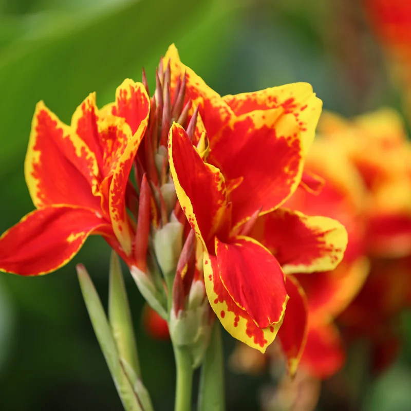 3 Canna Lily Bulbs, Mixed Canna Lily Plants for Planting, Canna Lily Flower Plant Live, 4" to 7" Tall