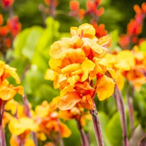 3 Canna Lily Bulbs, Mixed Canna Lily Plants for Planting, Canna Lily Flower Plant Live, 4