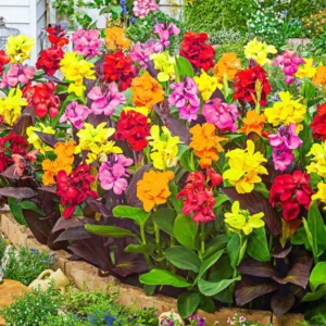 2 Canna Lily Bulbs for Planting, Mixed Canna Lily Flower Plants, Canna Lily Live Plant 4" to 7" Tall