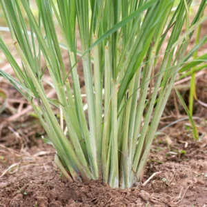 2 Lemon Grass Live Plants, Lemongrass Plants, Herb Plant for Planting, 4" to 7" Tall