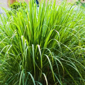 2 Lemon Grass Live Plants, Lemongrass Plants, Herb Plant for Planting, 4