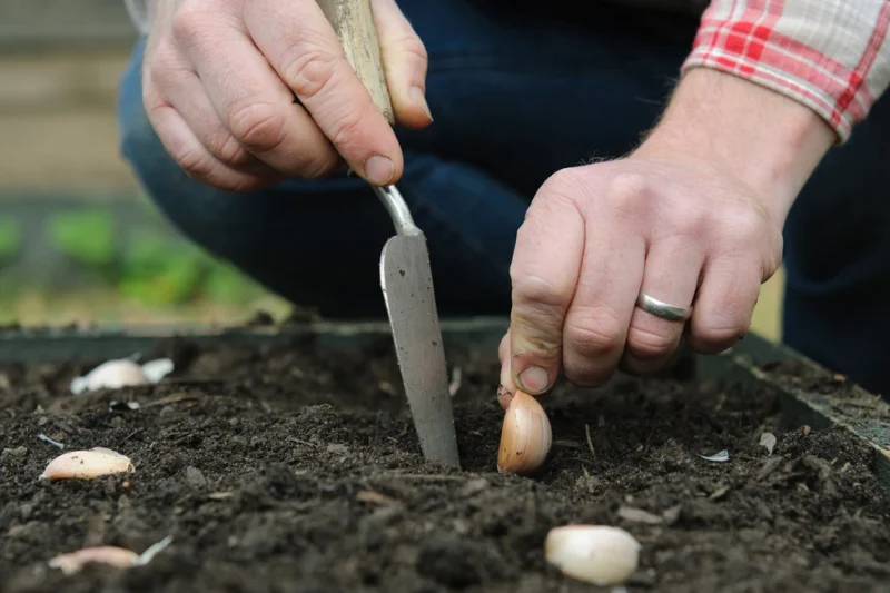 planting garlics, gardening in december 