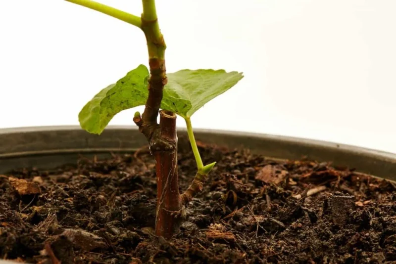 Ronde de Bordeaux fig cuttings