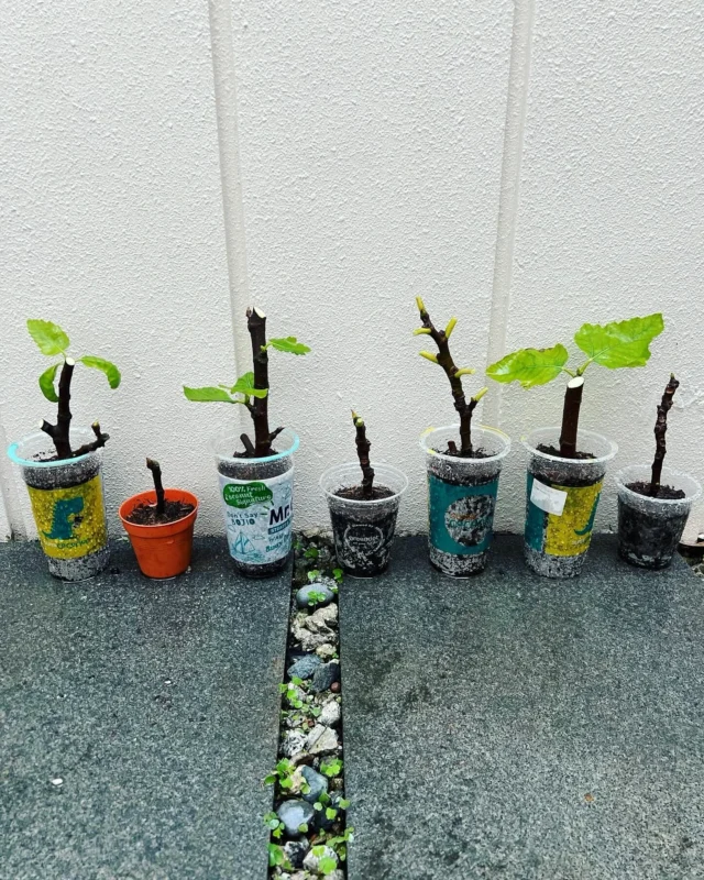 Ronde de Bordeaux Fig Cuttings in pots