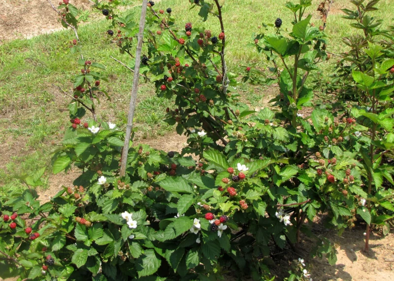 Sweetie Pie Blackberry bush