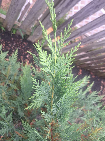 Leyland Cypress leaves