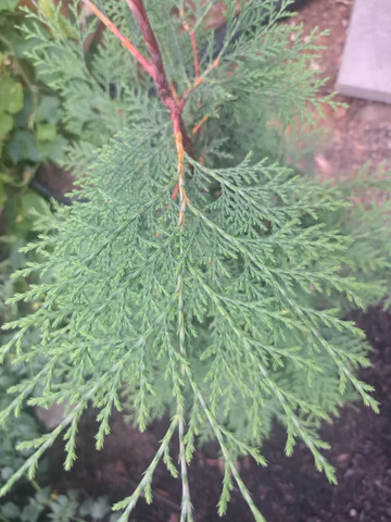 Murray Cypress leaves