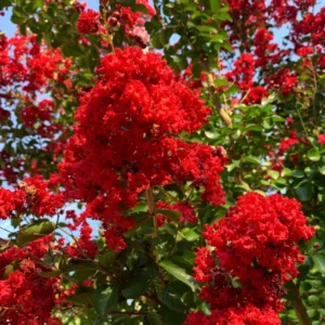 Red Crape Myrtle Plant Live, Hardy Crepe Myrtle Tree in Quart Pot, 8-15 Inch Tall, Ornamental Crepe Myrtle Flowering Ideal for Gardens and Yards